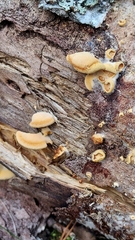 Panellus