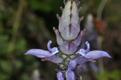Coleus
