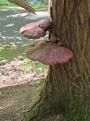 Ganoderma