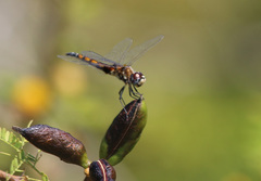 Macrodiplax balteata