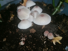 Leucocoprinus ianthinus