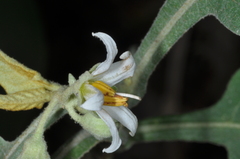 Solanum