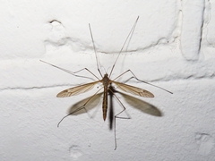 Tipula pierrei