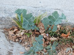 Brassica oleracea