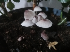 Leucocoprinus ianthinus