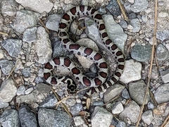 Lampropeltis triangulum