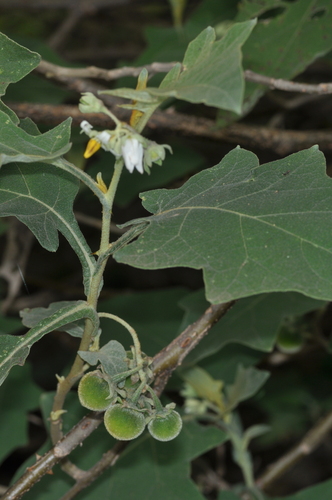 Solanum robustum