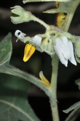 Solanum