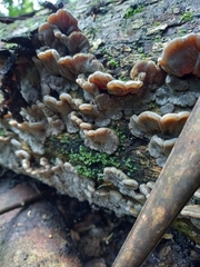 Auricularia mesenterica