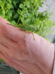 Tettigoniidae