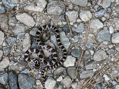 Lampropeltis triangulum