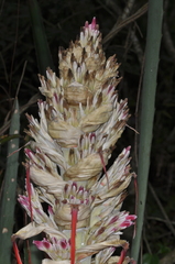 Bromelia serra