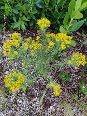 Euthamia caroliniana