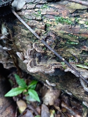 Auricularia mesenterica