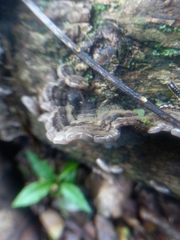 Auricularia mesenterica