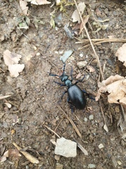 Meloe proscarabaeus