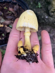 Leucocoprinus