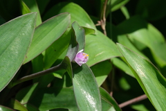 Tradescantia pallida