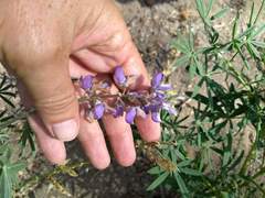 Lupinus hyacinthinus