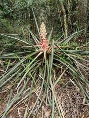 Bromelia serra