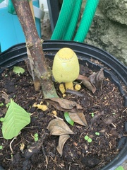 Leucocoprinus