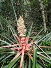 Bromelia serra