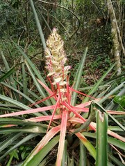 Bromelia serra
