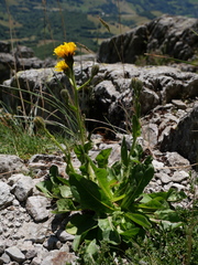 Crepis conyzifolia