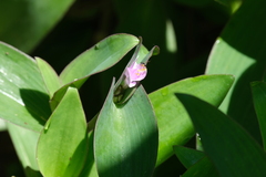 Tradescantia pallida