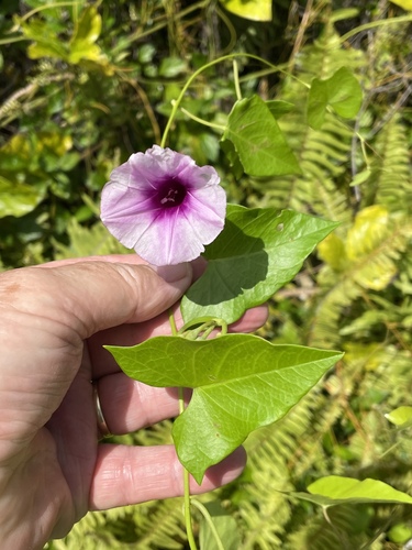 Ipomoea littoralis observed 2022-08-12