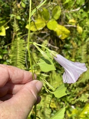 Ipomoea littoralis