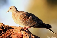 Streptopelia turtur