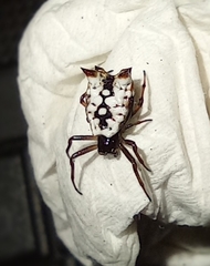 Micrathena saccata