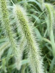 Setaria faberi