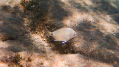 Diplodus sargus