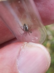 Frontinellina frutetorum