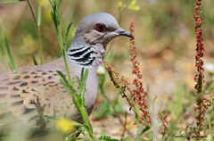 Streptopelia turtur