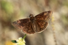 Erynnis zarucco