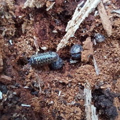 Armadillidium pictum