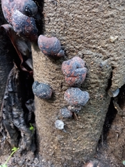 Hypoxylaceae