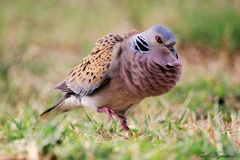 Streptopelia turtur