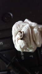 Micrathena saccata
