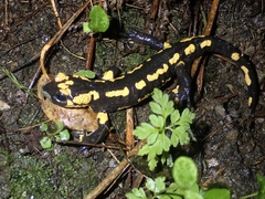 Salamandra salamandra