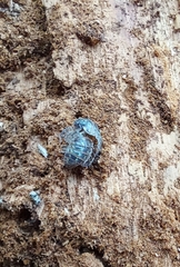 Armadillidium pictum