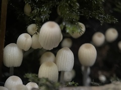 Coprinellus disseminatus