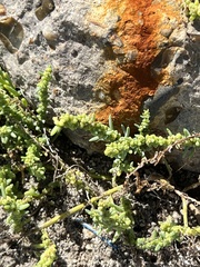 Suaeda maritima