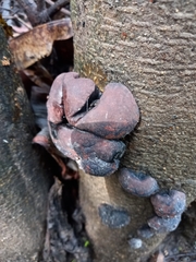 Hypoxylaceae
