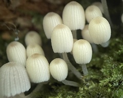 Coprinellus disseminatus
