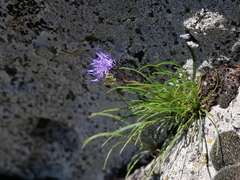 Phyteuma hemisphaericum