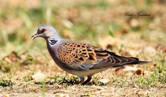 Streptopelia turtur